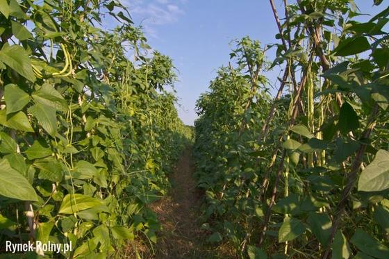 Uprawa Fasoli Szparagowej Nieklopotliwego I Zdrowego Warzywa Rynek Rolny