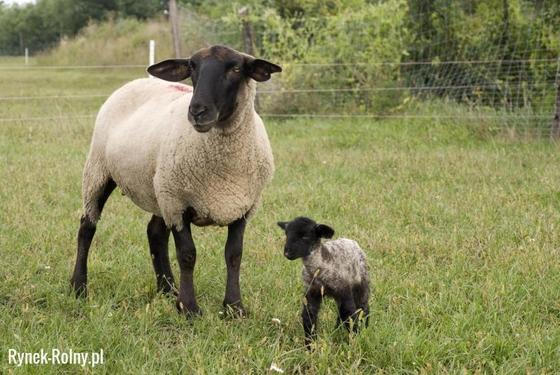 Owce czarnogłówki - opis i charakterystyka rasy - Rynek Rolny