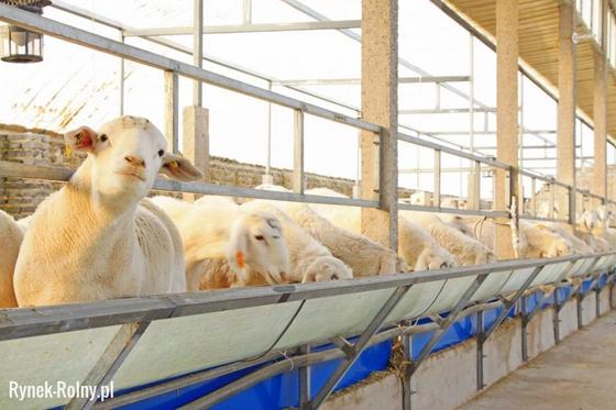 Żywienie owiec - jakie efektywne i zbilansowane? - Rynek Rolny