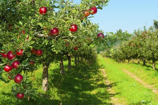 Jabłka odmiany Gala - zdjęcie 1 - Przedstawiamy jabłoń Galę o soczystych i chrupkich owocach - Rynek Rolny