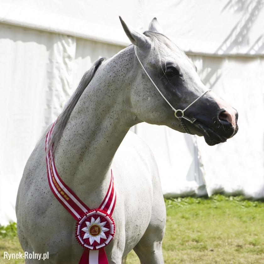Wystawowy koń arabski