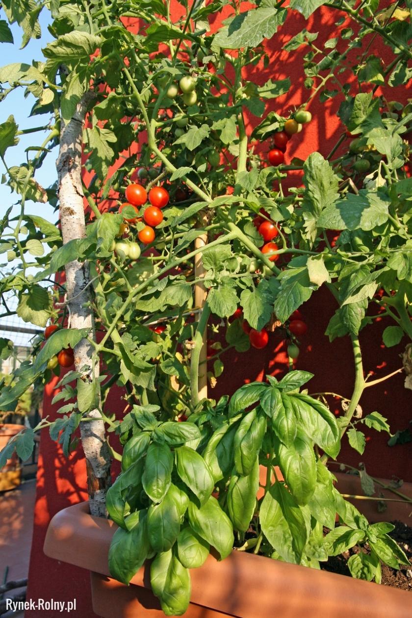 Uprawa pomidorów koktajlowych na balkonie