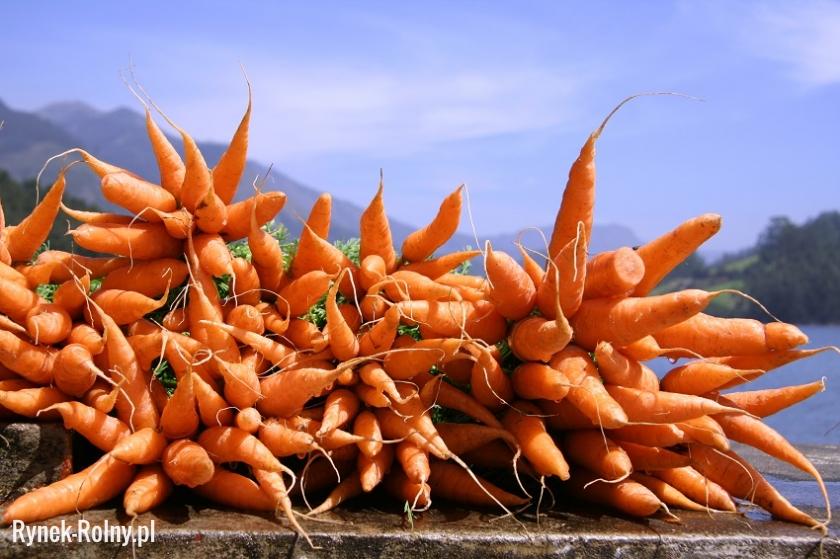 Морковь дикая купить. Морковь Дикая. Плод моркови. Семена дикой моркови. Дикая морковь плод.