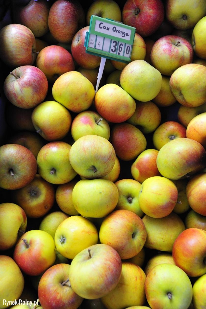 Jabłka odmiany Koksa Pomarańczowa 