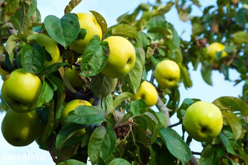 Jabłoń odmiany Antonówka 
