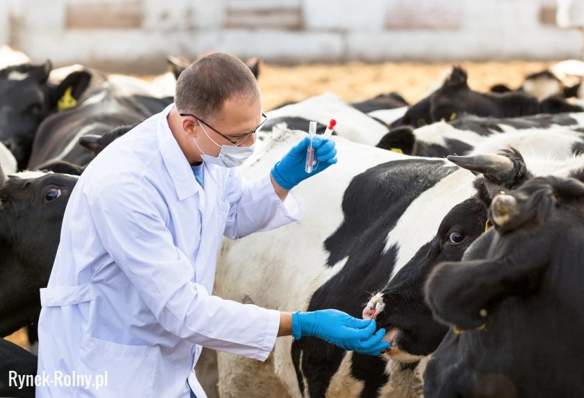 Weterynarz badający stan zdrowia krowy