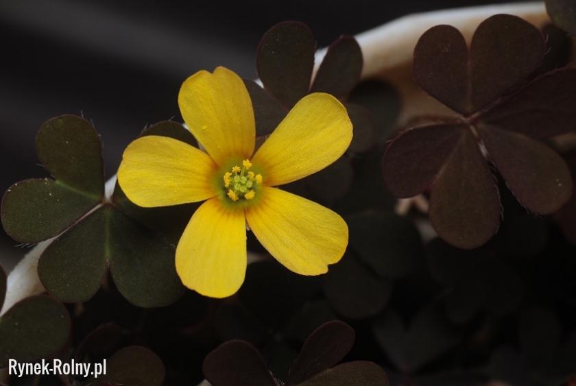 Szczawik żółty - forma o liściach purpurowo fioletowych