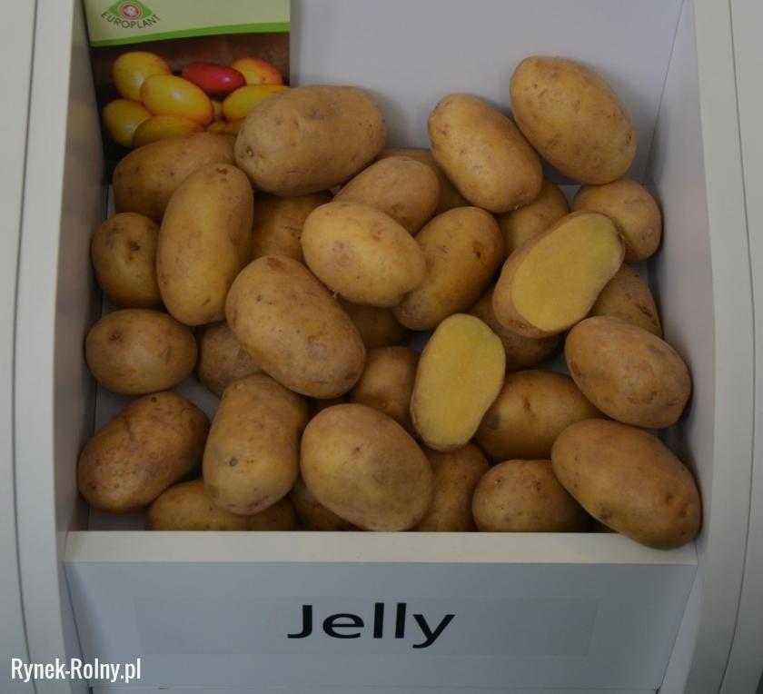 Ziemniaki odmiany Jelly