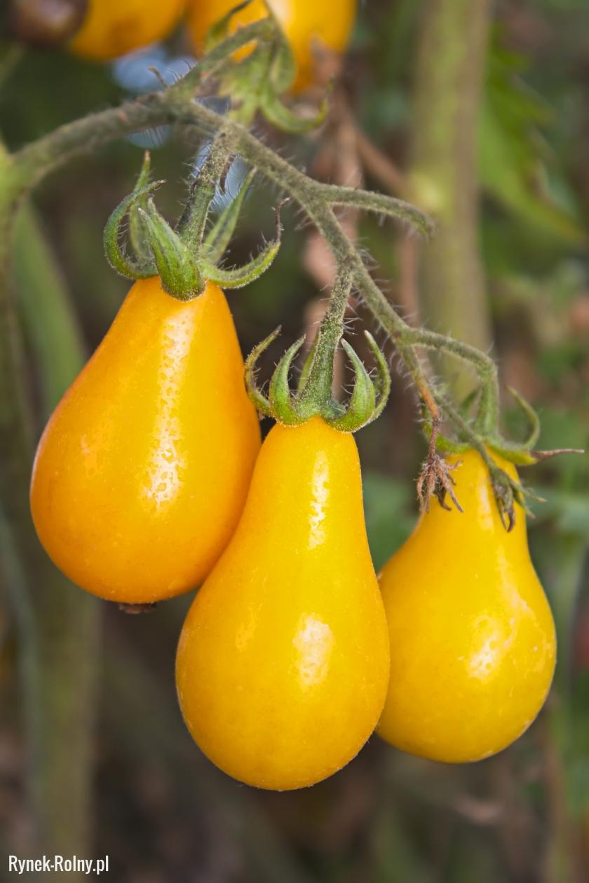 Pomidor Yellow Pearshaped