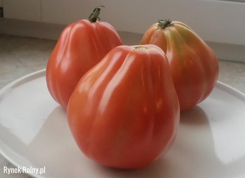 Pomidory odmiany Bawole serce