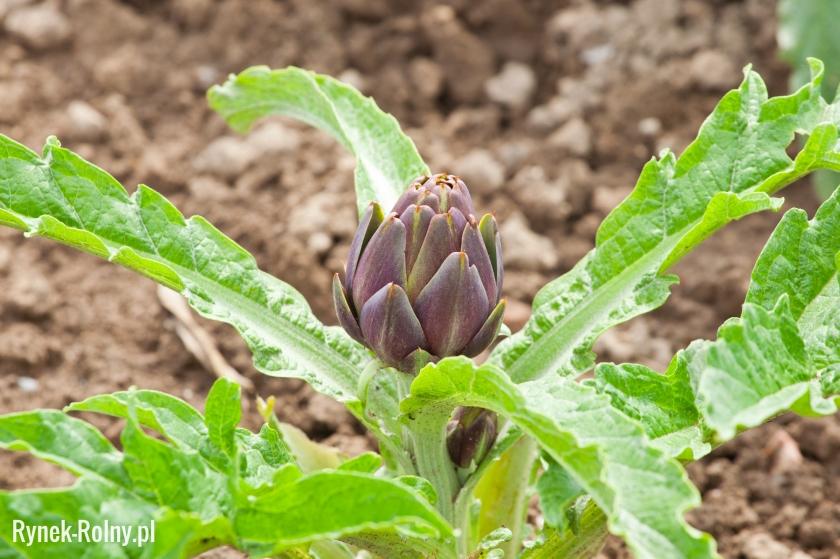 Karczoch - zdjęcie 4 - Uprawa karczocha – niskokalorycznego warzywa