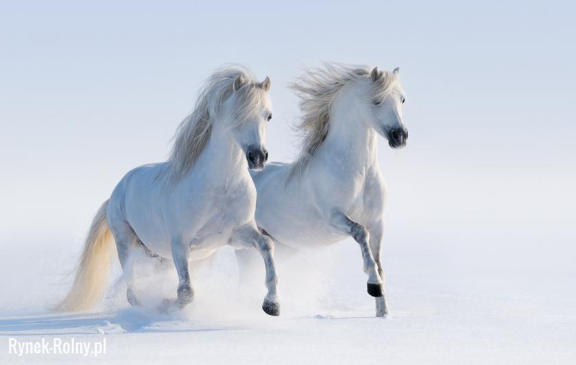 Konie andaluzyjskie w śniegu