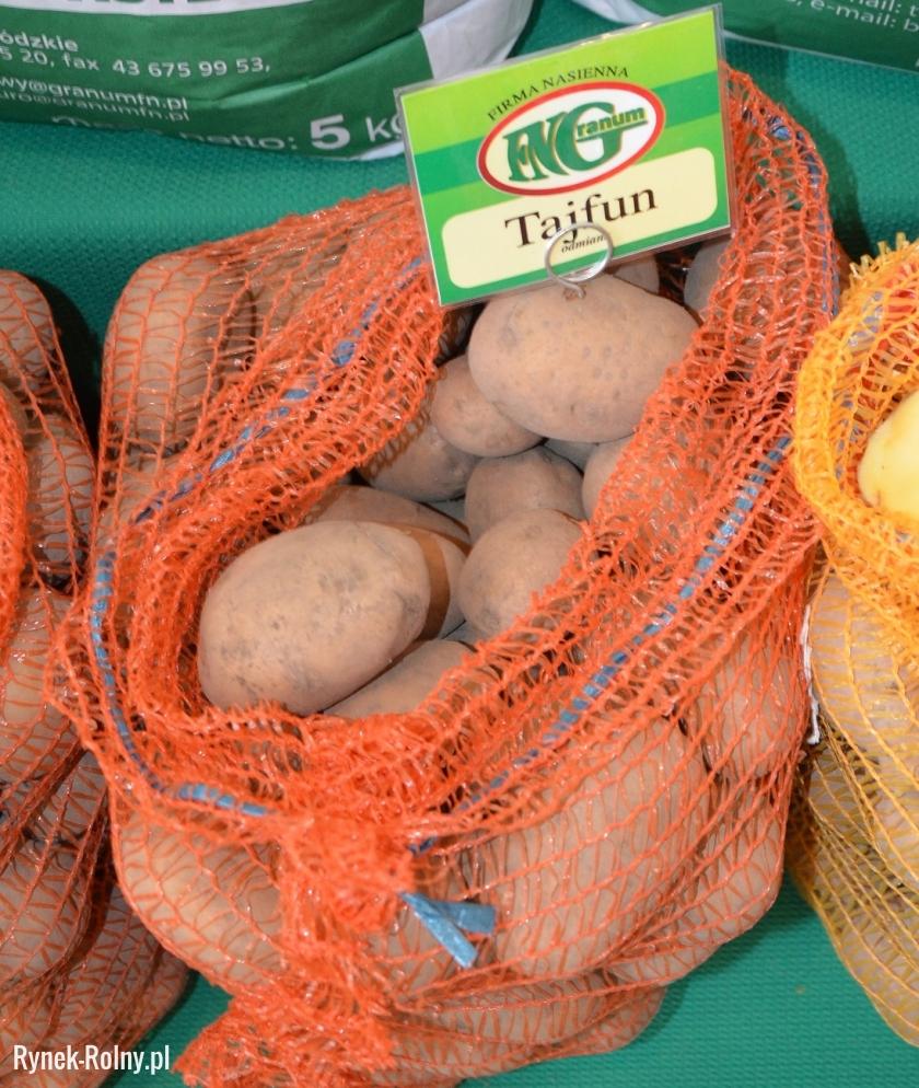 Ziemniaki odmiany Tajfun