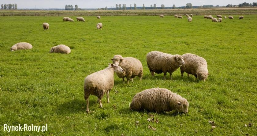 Owce rasy merynos polski