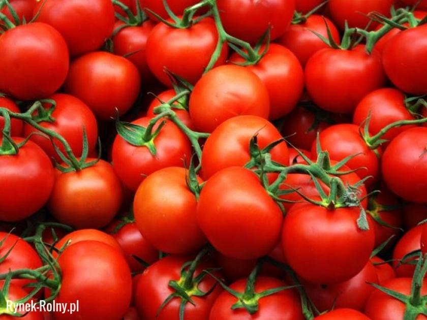 Pomidory odmiany Kalimba - doskonałe do sałatek