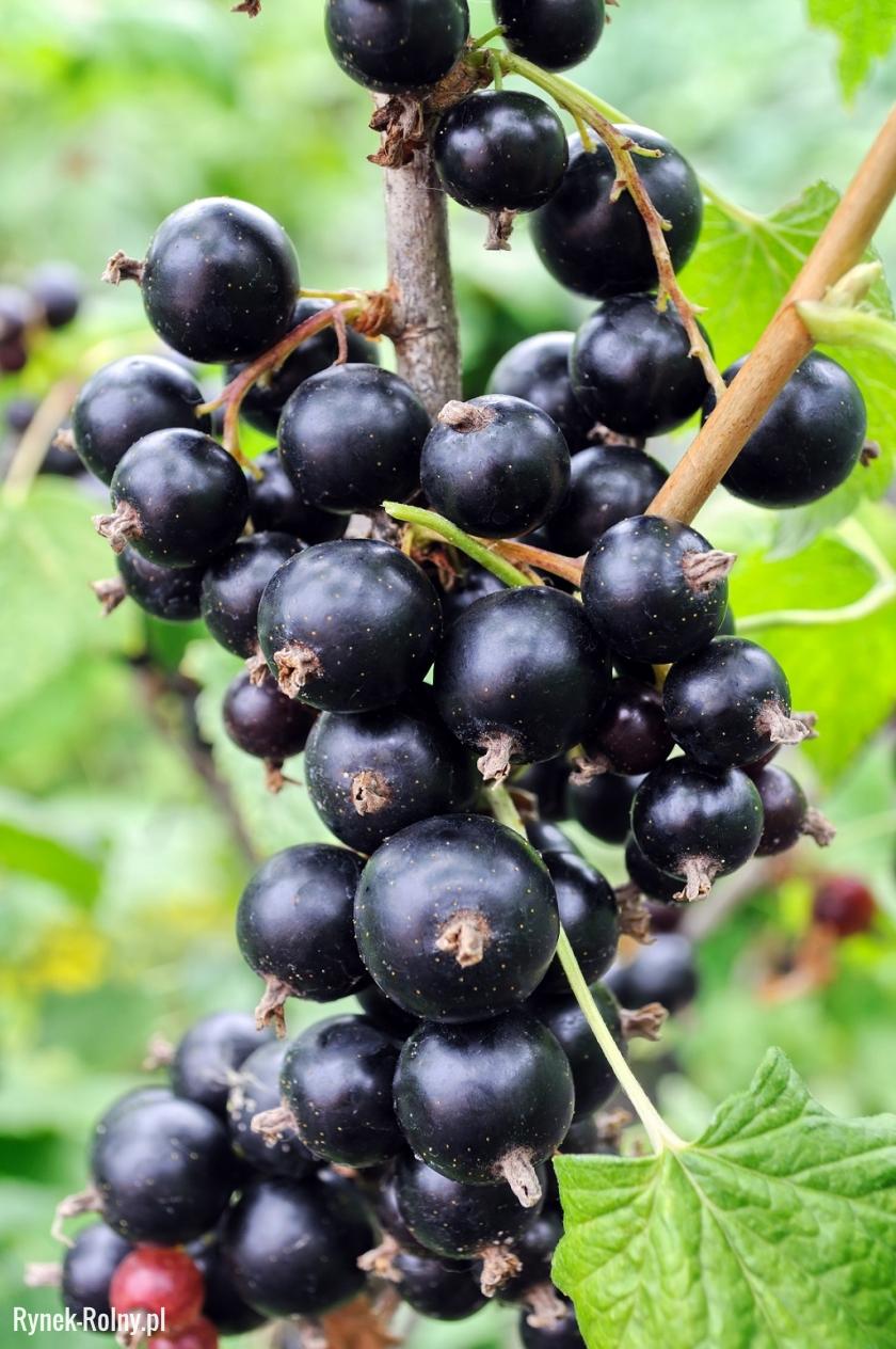 Owoce porzeczki czarnej
