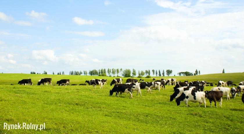 Krowy mleczne na pastwisku