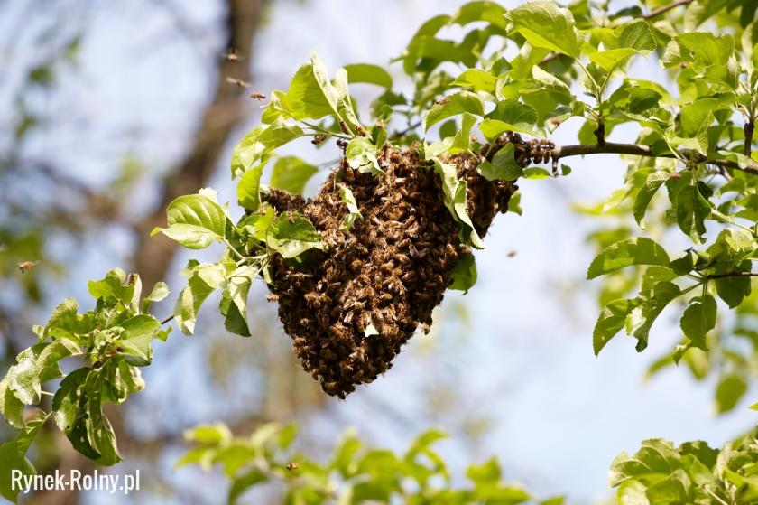 Rój pszczół na gałęzi