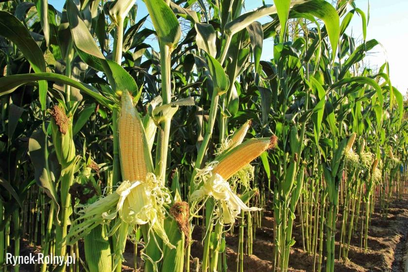 Uprawa kukurydzy