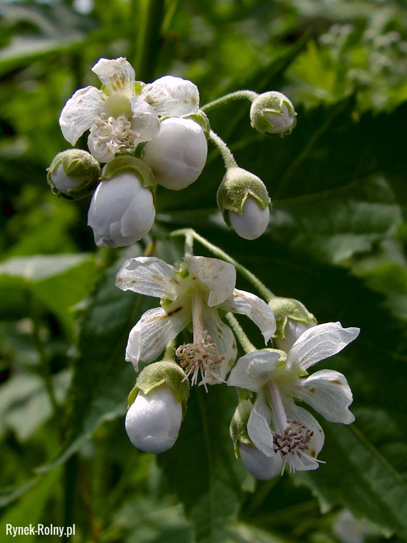 Kwiatostan ślazowca pensylwańskiego 

Źródło zdjęcia: Wikipedia, autor: Chrumps, licencja: C