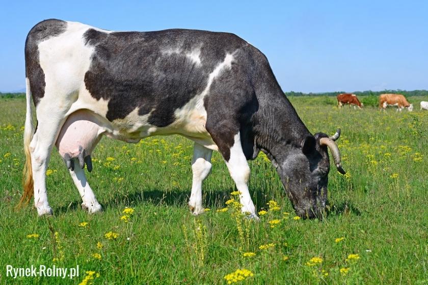 Krowa mleczna na pastwisku