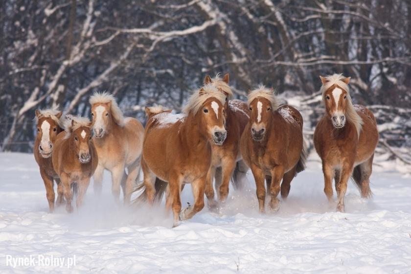 Konie Haflingery w śniegu