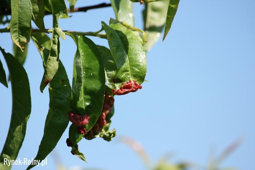 Kędzierzawość liści- najczęstsza choroba atakująca brzoskwinie