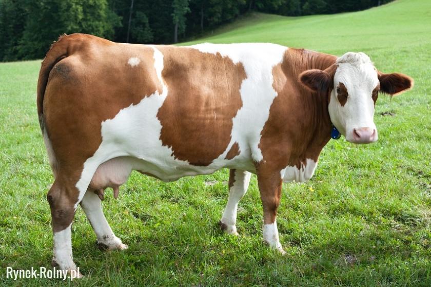 Krowa rasy simentaler 
