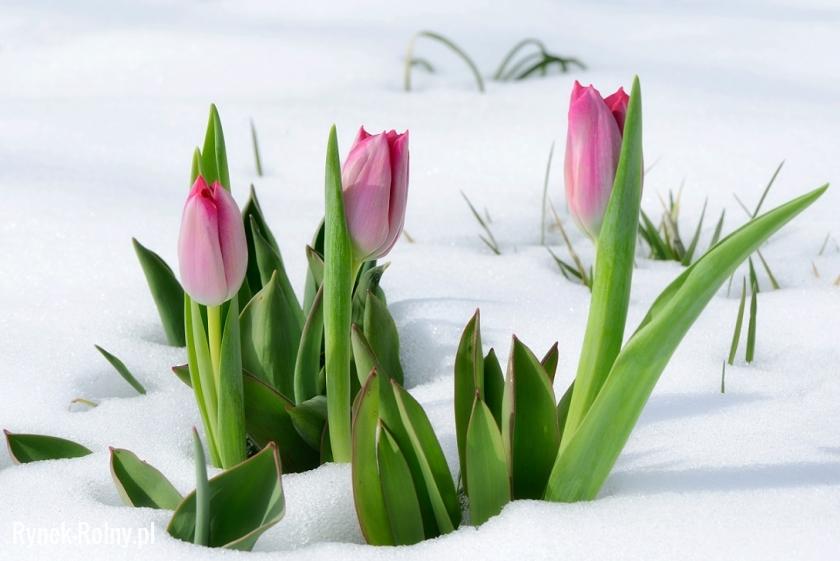 Tulipany w śniegu