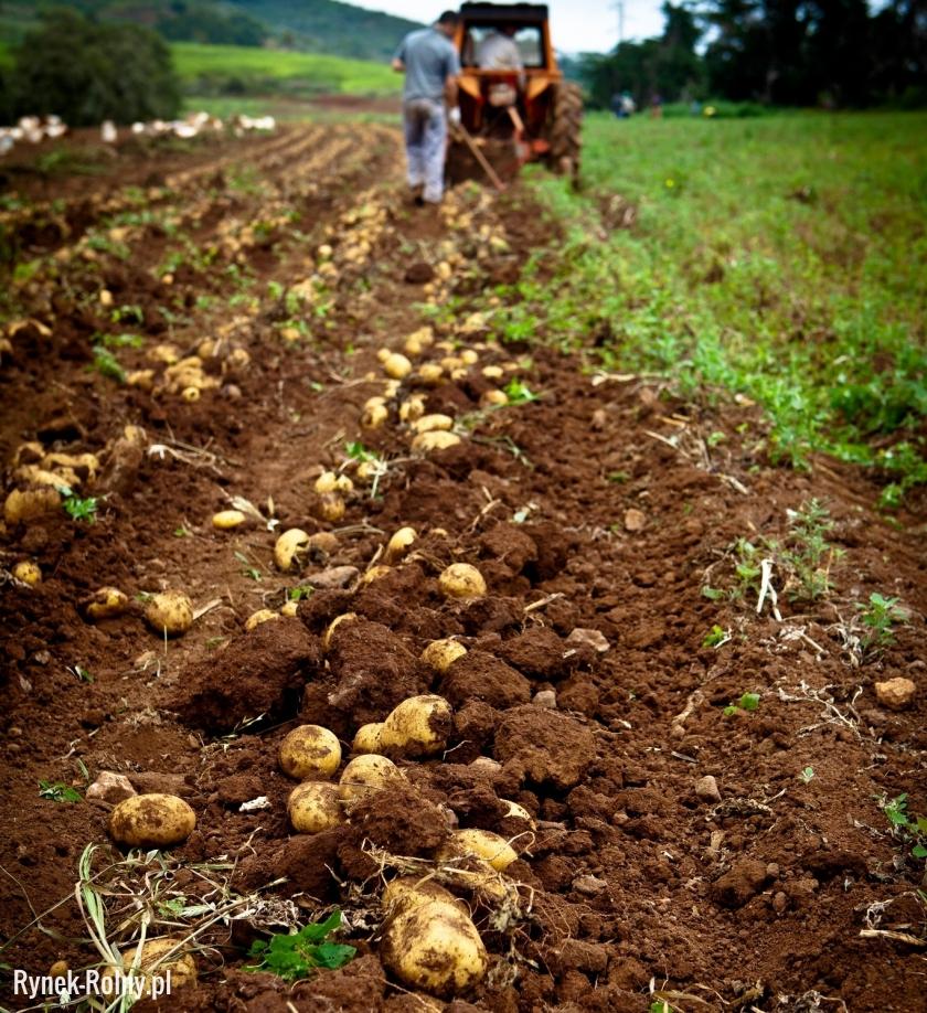 Zbieranie ziemniaków