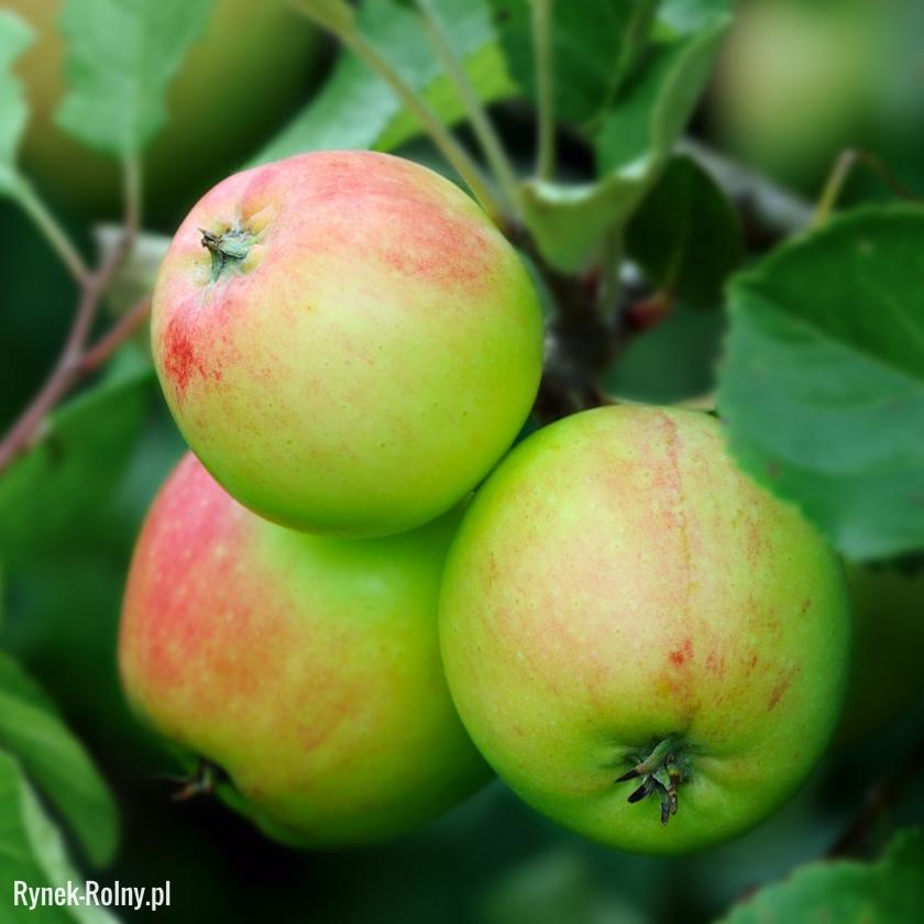 Warto posadzić jabłoń, by cieszyć się dorodnymi owocami