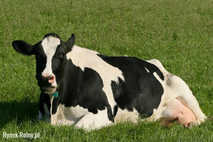 Krowa holsztyńsko-fryzyjska