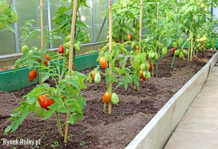 Uprawa pomidorów w szklarni