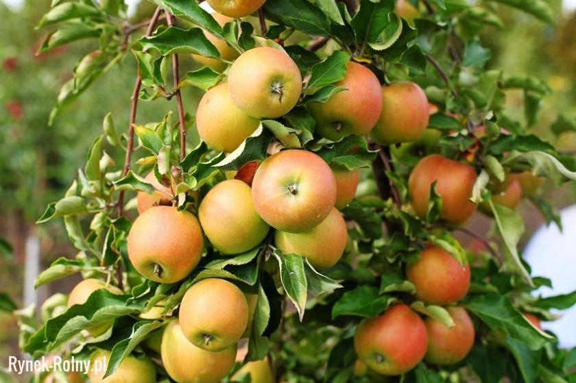 Jabłoń odmiany Jonagold