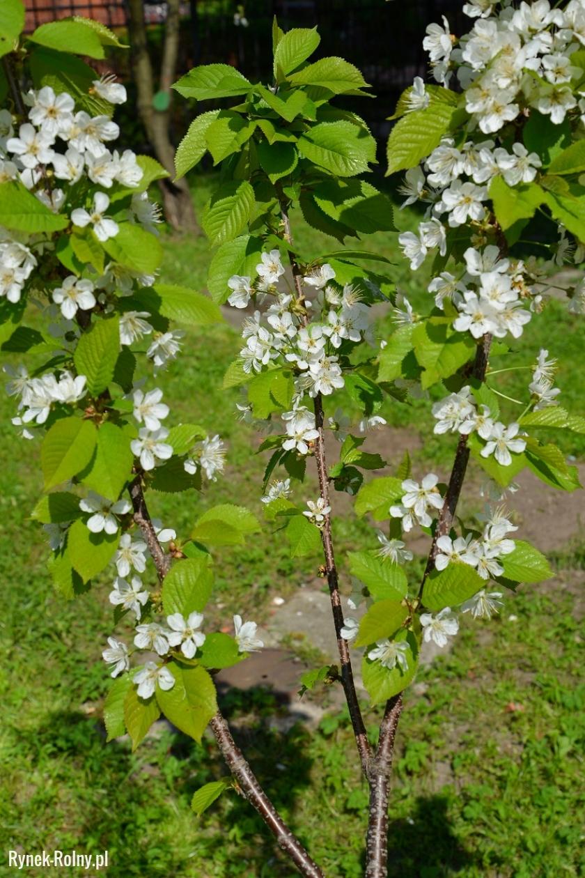 Młode drzewko czereśniowe na wiosnę