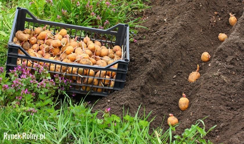 Ziemniaki sadzone w ogródku