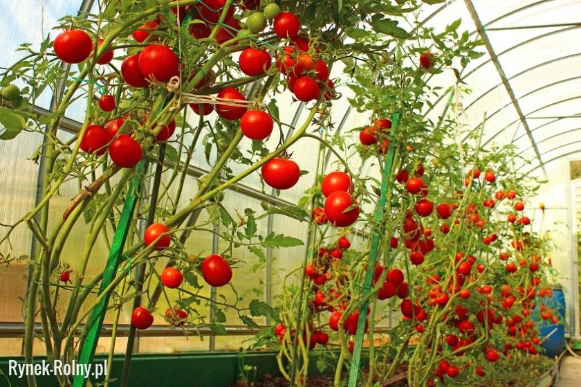 Uprawa szklarniowa pomidorów