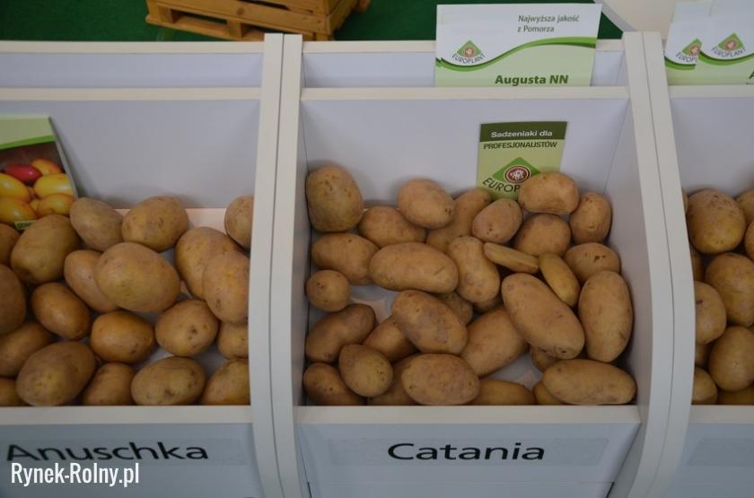 Ziemniaki \'Catania\'