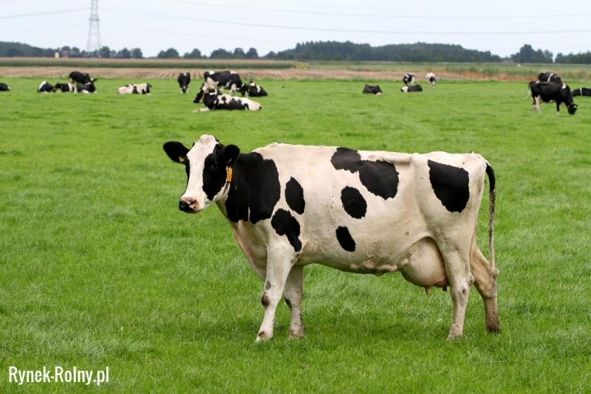 Krowa rasy holsztyńsko-fryzyjskiej