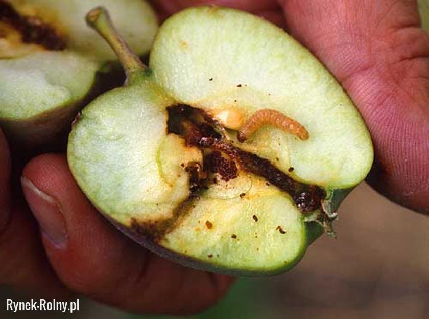 Owocówka jabłkóweczka i ślady jej bytowania w jabłku