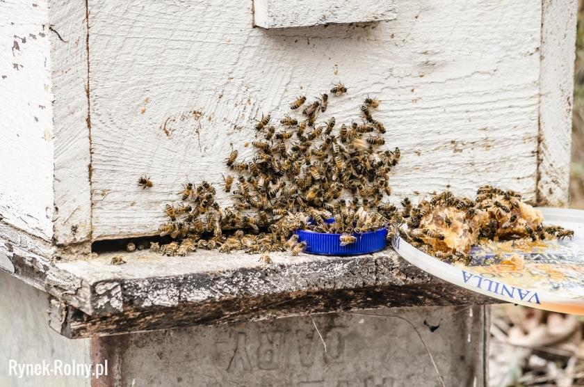Karmienie pszczół miodem