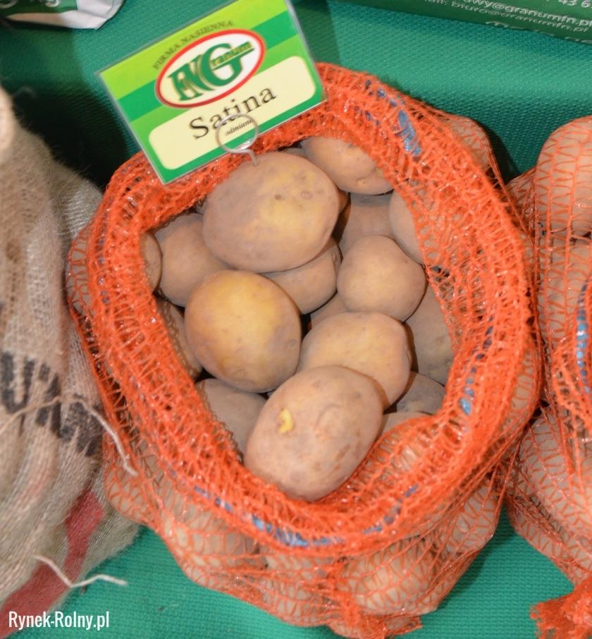 Ziemniaki odmiany Satina