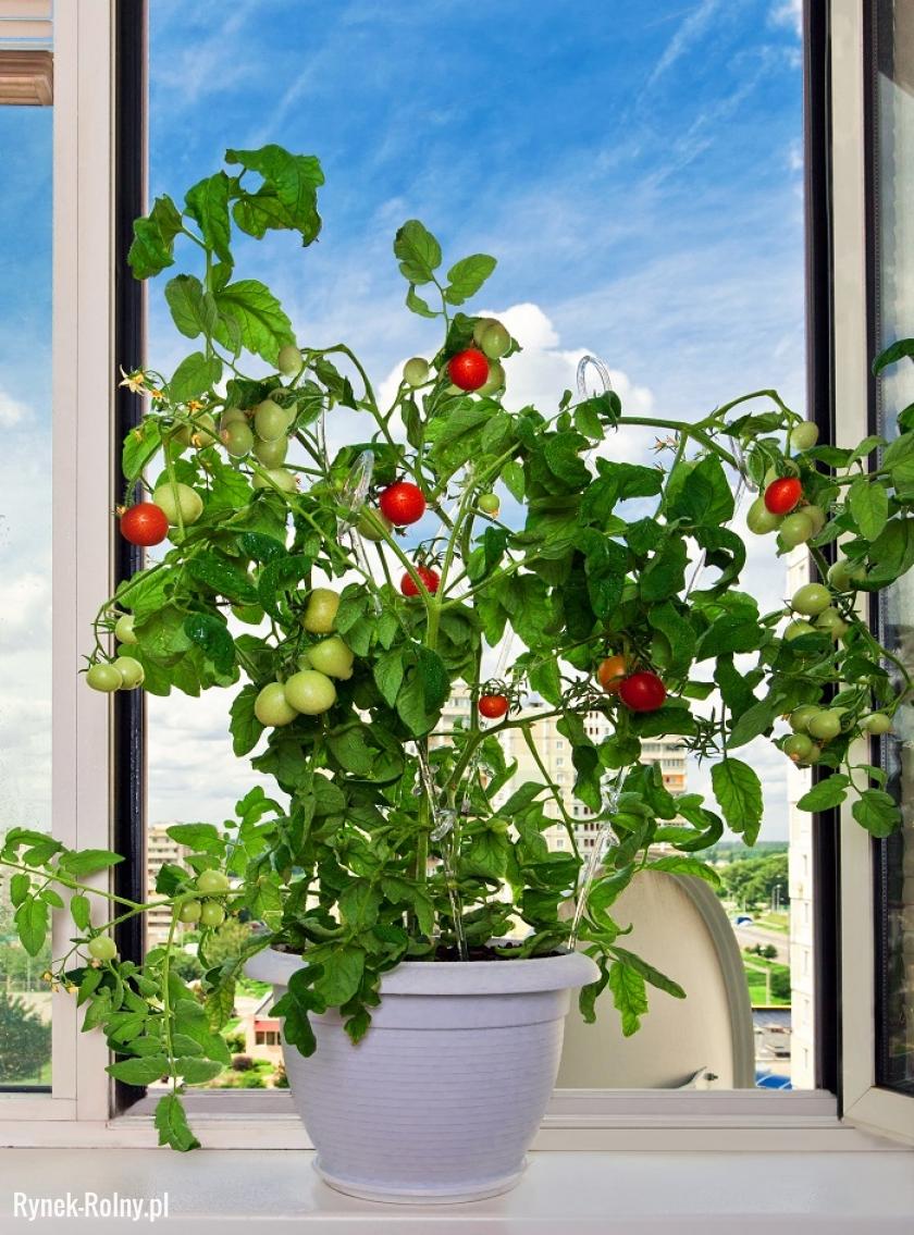 Uprawa pomidorów koktajlowych możliwa jest nawet w mieszkaniu