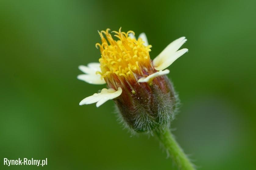 Żółtlica drobnokwiatowa