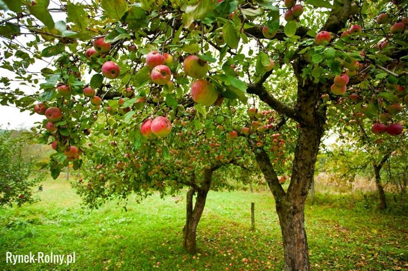 Uprawa jabłoni