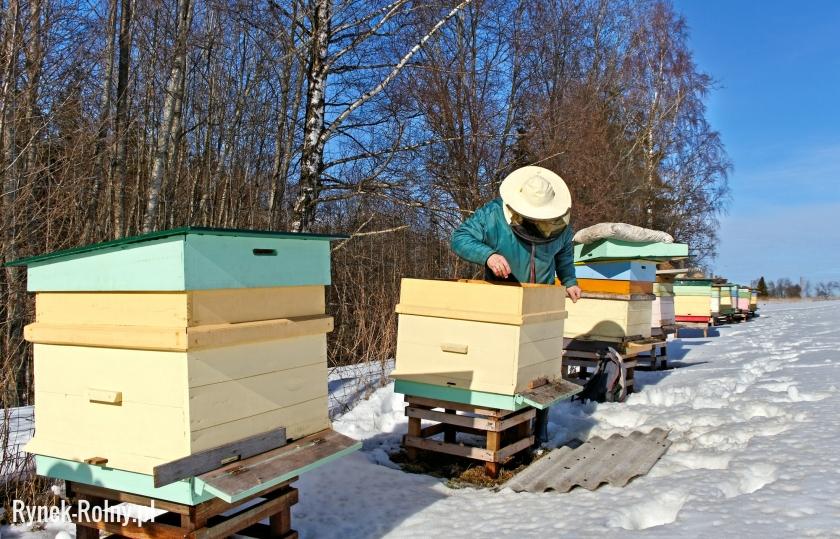Karmienie pszczół w zimie