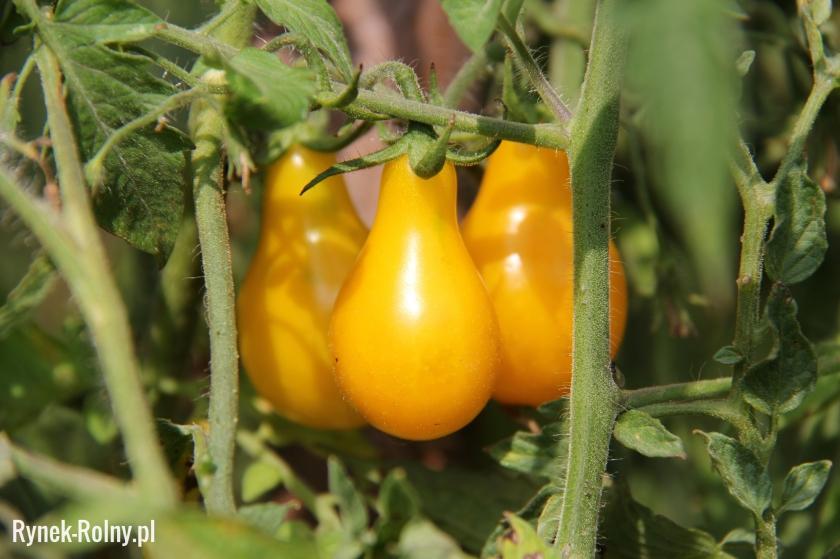 Pomidor Yellow Pearshaped