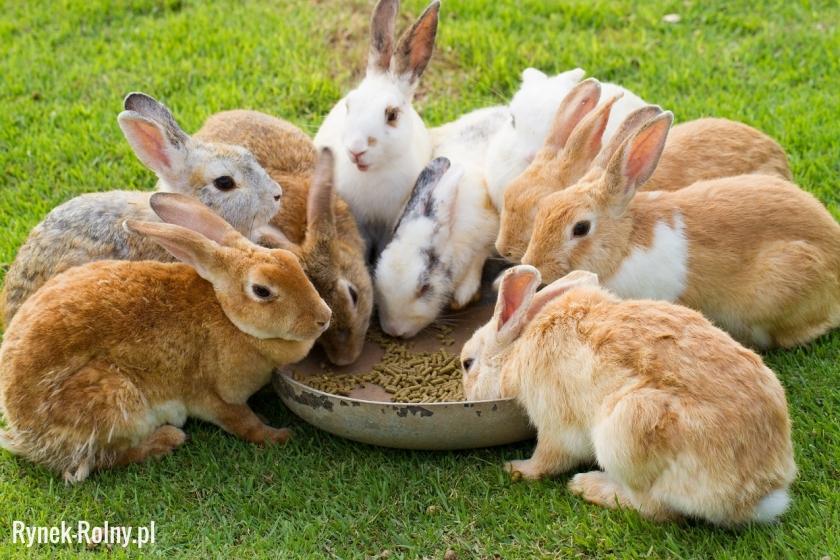 Żywienie królików paszą treściwą