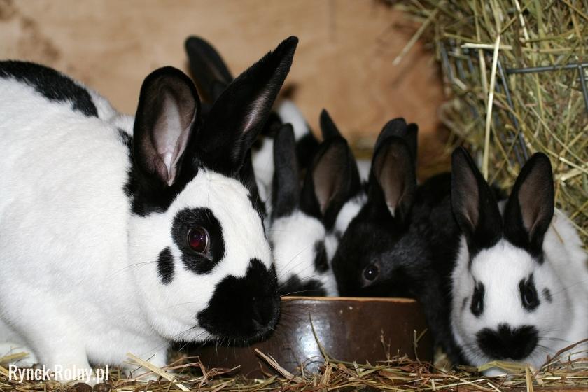 Olbrzym Srokacz - ciekawa rasa królików
