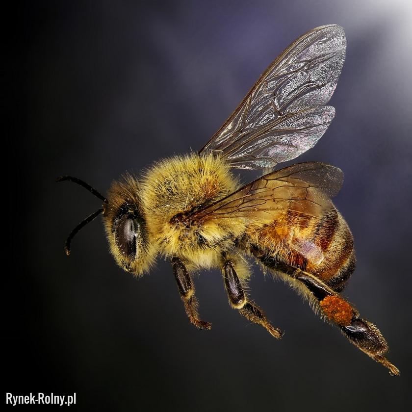 Pszczoła środkowoeuropejska 